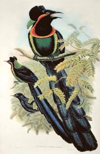 Arfak Astrapia, Astrapia Nigra - Paratiisin lintu