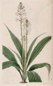 Kuva Calanthe triplicatasta (syn. Calanthe veratrifolia) (kasvi)