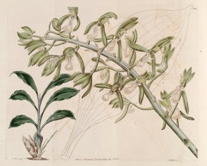 Kuva Catasetum cristatum tekijältä M. Hart