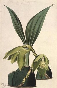 Orkidea: Maxillaria ciliaris, M. Hart (fl.1829), julkaisija I. Ridgway