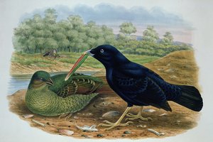 Ptilonorhyncus Violaceus, Satin Bowerbird tekijältä M. Hart