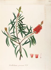 Albany Bottlebrush (Callistemon speciosum DC), Myrtaceae, Pensas, jolla on pysyviä lehtiä, kotoisin Australiasta, vesiväri tekijältä Maddalena Lisa Mussino