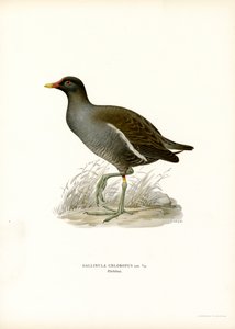 Common Moorhen (väri litho) tekijältä Magnus Ferdinand and Wilhelm von Wright