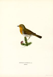 Robin (väri litho)