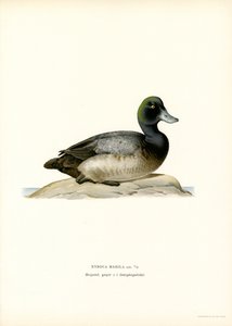 American Scaup Duck (väri litho) tekijältä Magnus Ferdinand and Wilhelm von Wright