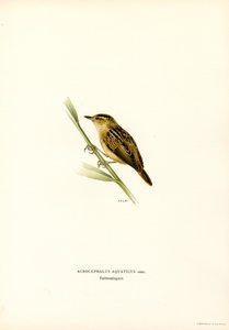 Aquatic Warbler (väri litho) tekijältä Magnus Ferdinand and Wilhelm von Wright