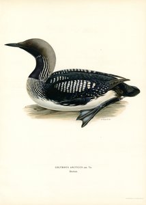 Arctic Loon (väri litho) tekijältä Magnus Ferdinand and Wilhelm von Wright