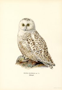 Arktinen pöllö (väri litho) tekijältä Magnus Ferdinand and Wilhelm von Wright