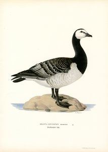Barnacle Goose (väri litho) tekijältä Magnus Ferdinand and Wilhelm von Wright