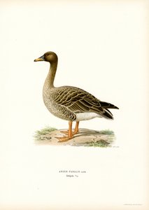 Bean Goose (väri litho) tekijältä Magnus Ferdinand and Wilhelm von Wright