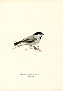 Mustahattuinen chickadee (väri litho)