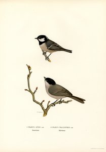 Mustaharjatiainen (väri litho) tekijältä Magnus Ferdinand and Wilhelm von Wright