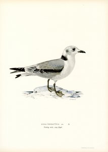 Mustajalkainen Kittiwake (väri litho) tekijältä Magnus Ferdinand and Wilhelm von Wright