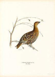Teeri (väri litho) tekijältä Magnus Ferdinand and Wilhelm von Wright