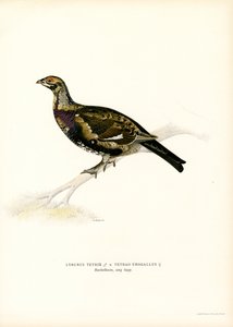 Teeri x Länsimetso (väri litho) tekijältä Magnus Ferdinand and Wilhelm von Wright