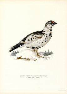 Teeri x Willow Ptarmigan (väri litho) tekijältä Magnus Ferdinand and Wilhelm von Wright