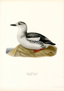 Musta Guillemot (väri litho) tekijältä Magnus Ferdinand and Wilhelm von Wright