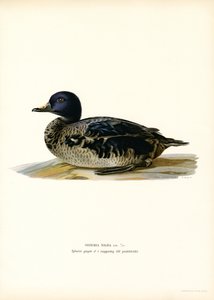 Musta Scoter (väri litho) tekijältä Magnus Ferdinand and Wilhelm von Wright