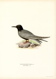 Mustatiira (väri litho) tekijältä Magnus Ferdinand and Wilhelm von Wright