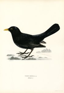 Blackbird (väri litho) tekijältä Magnus Ferdinand and Wilhelm von Wright