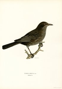 Blackbird (väri litho) tekijältä Magnus Ferdinand and Wilhelm von Wright