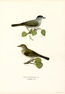 Musta lippalakki (väri litho) tekijältä Magnus Ferdinand and Wilhelm von Wright