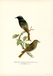 Blackstart (väri litho) tekijältä Magnus Ferdinand and Wilhelm von Wright
