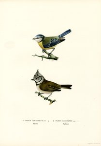 Sinitiainen (väri litho) tekijältä Magnus Ferdinand and Wilhelm von Wright