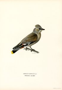 Bohemian Waxwing (värilliset osat) tekijältä Magnus Ferdinand and Wilhelm von Wright