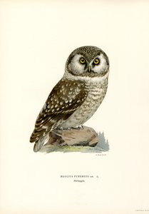 Boreaalipöllö (väri litho) tekijältä Magnus Ferdinand and Wilhelm von Wright
