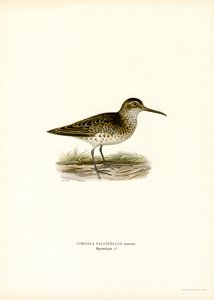 Leveänokkainen sandpiper (väri litho) tekijältä Magnus Ferdinand and Wilhelm von Wright