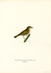 Chiffchaff (väri litho) tekijältä Magnus Ferdinand and Wilhelm von Wright