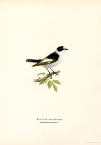 Kaulusperhosieppo (väri litho) tekijältä Magnus Ferdinand and Wilhelm von Wright
