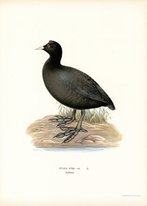 Common Coot (väri litho) tekijältä Magnus Ferdinand and Wilhelm von Wright