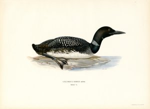 Common Loon (väri litho) tekijältä Magnus Ferdinand and Wilhelm von Wright