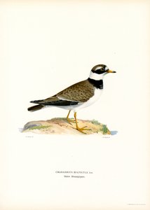Sorkkatora (väri litho) tekijältä Magnus Ferdinand and Wilhelm von Wright