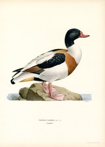 Common Shelduck (väri litho) tekijältä Magnus Ferdinand and Wilhelm von Wright