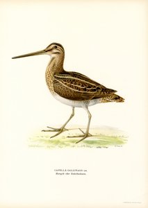Common Snipe (väri litho) tekijältä Magnus Ferdinand and Wilhelm von Wright