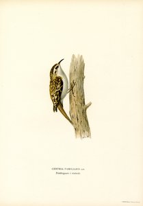 Common Treecreeper (väri litho) tekijältä Magnus Ferdinand and Wilhelm von Wright