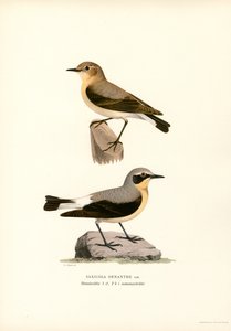 Common Wheatear (väri litho) tekijältä Magnus Ferdinand and Wilhelm von Wright