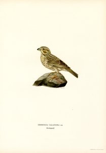 Maissisirkku (väri litho) tekijältä Magnus Ferdinand and Wilhelm von Wright