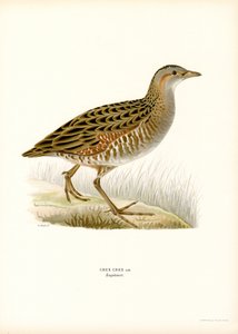 Corn Crake (väri litho) tekijältä Magnus Ferdinand and Wilhelm von Wright