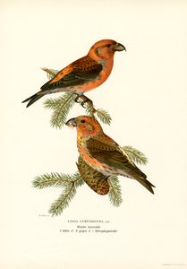 Crossbill (väri litho) tekijältä Magnus Ferdinand and Wilhelm von Wright