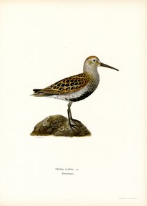 Dunlin (väri litho) tekijältä Magnus Ferdinand and Wilhelm von Wright
