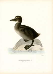 Haahka (väri litho) tekijältä Magnus Ferdinand and Wilhelm von Wright