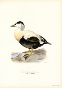 Haahka (väri litho) tekijältä Magnus Ferdinand and Wilhelm von Wright