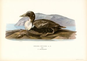 Haahka (väri litho) tekijältä Magnus Ferdinand and Wilhelm von Wright