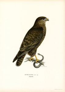 Euraasianhiiri (väri litho) tekijältä Magnus Ferdinand and Wilhelm von Wright