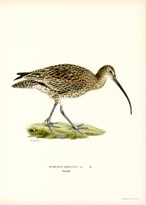 Euraasian kihara (väri litho) tekijältä Magnus Ferdinand and Wilhelm von Wright
