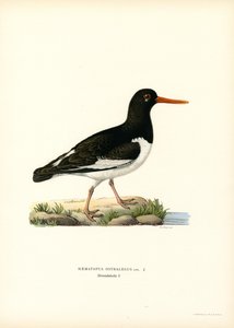 Euraasian osterisieppo (väri litho) tekijältä Magnus Ferdinand and Wilhelm von Wright